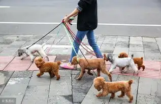狗为何屡屡咬人没牵狗绳只是原因之一
