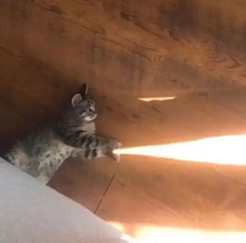 来一波猫咪搞笑图片合集,睡了一觉发现什么没了
