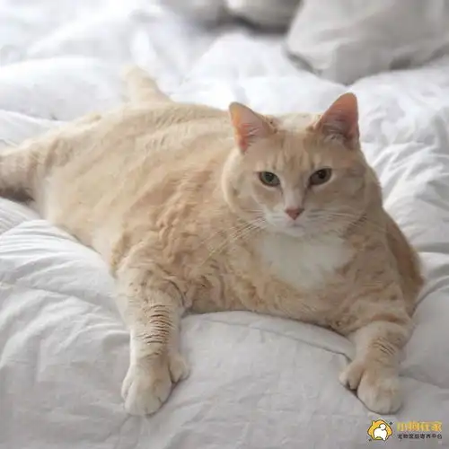 本来准备领养一只猫却爱上了一只15公斤胖猫
