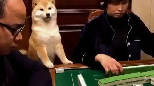 作为家中的萌宠这是必学的项目,家里打麻将柴犬来凑热闹,简直不要太搞笑
