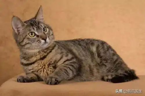 有只狸花猫当室友,是所有猫的噩梦
