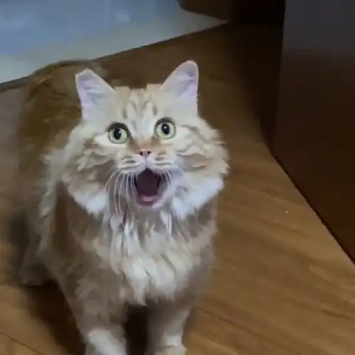 史上最没出息的猫,竟被流浪猫追的累成了狗,最后的动作让人尴尬

