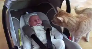 搞笑猫咪遭遇熟睡新生儿萌翻全场图
