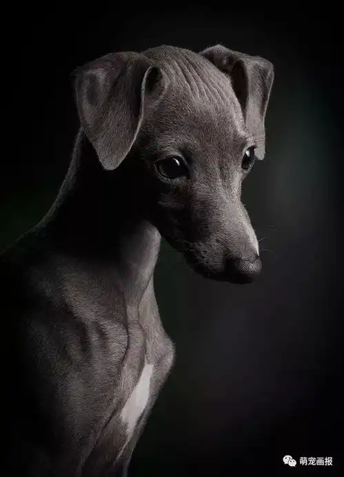 英国犬业俱乐部年度狗狗摄影比赛获奖作品,一起来欣赏吧
