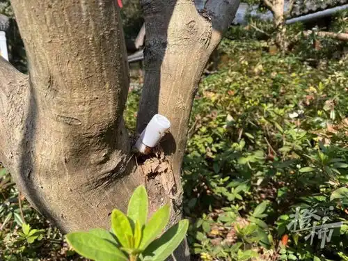 永福寺有棵枫树为何叶子千疮百孔实地探查已在救治中
