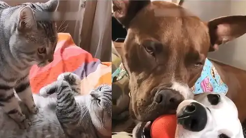 搞笑萌宠集合爆笑动物沙雕时刻猫狗双全,别错过啦哈哈哈

