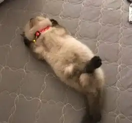 笑话算命先生真准
