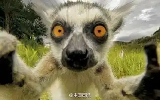 可爱动物自拍照搞笑图片搞笑动物自拍照
