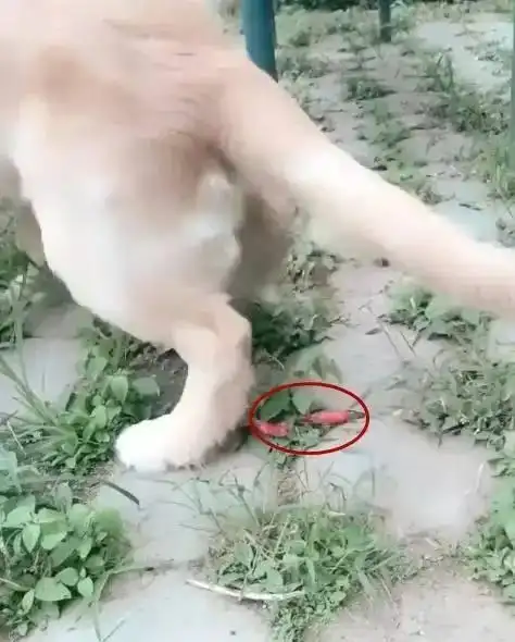 今天遛我家金毛,这货拉出了一个奇怪的东西
