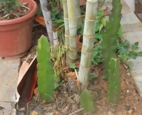 吃火龙果留1勺子肉,想用作育苗按照4步操作,省钱又有趣
