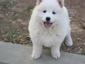 萨摩耶感冒什么症状

