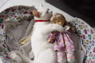 猫咪们的销魂睡姿图片

