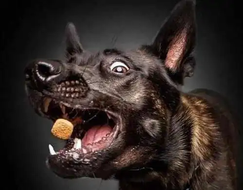 当狗狗饿了,这行为简直要成精墙都不扶,就服你了
