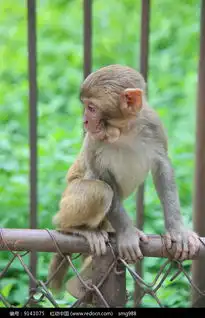 小猴子特写高清图片下载红动网
