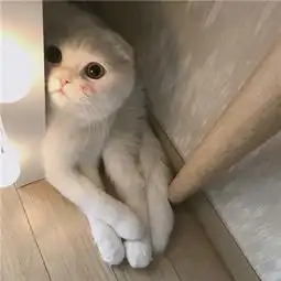 白色软萌可爱的小猫咪头像2018只会卖萌的乖猫咪
