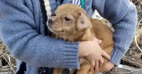 主人拆迁搬走,狗狗被留下成流浪狗却还在傻等主人,我在等你
