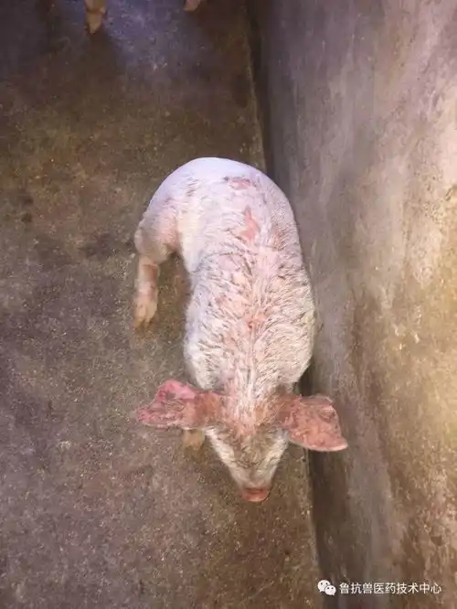 近期多发仔猪渗出性皮炎,是什么原因怎样防治
