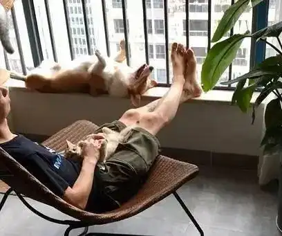 主人下班发现柯基没有来迎接自己,结果走进阳台一看,笑喷了......
