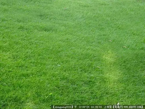 草坪后期素材的图片浏览,配景素材,园林植物,园林建筑装饰设计素材
