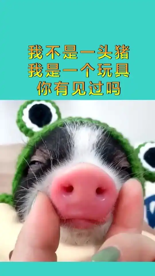 搞笑配音我是一个玩具,不是一头猪,真是厉害了
