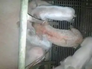 猪病解析猪病防治养猪技术猪e网

