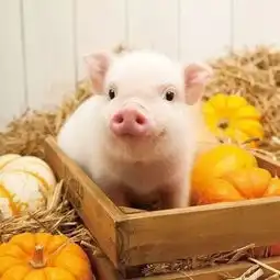 十个方法教你成为养猪牛人
