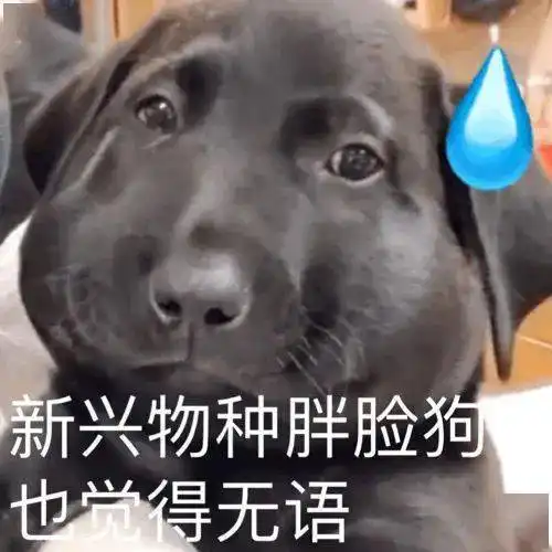狗狗表情包有点想哽咽
