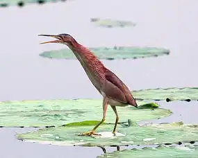黄苇鳽
