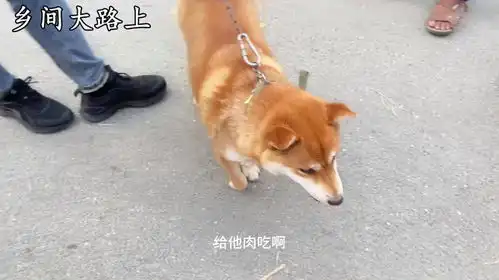 成年柴犬被主人500块卖掉,品相上看价格适中,朋友喜欢直接拿下
