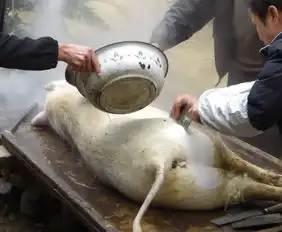 杀猪图片,用杀猪刀杀猪,杀猪全过程报道猪肉好吃但人类好残忍啊动物世界,搞笑图片大全
