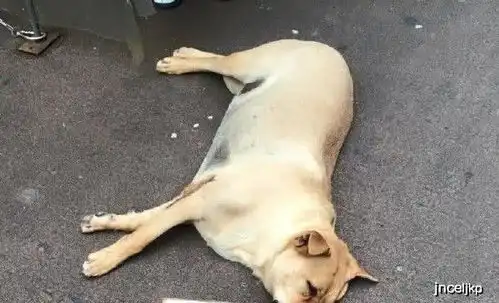 搞笑图片幽默段子笑话设计师,这个卫生间有个落地窗,你咋想
