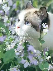 一日不吸猫浑身不舒服
