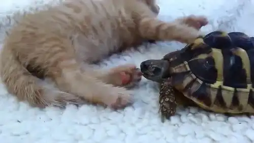 乌龟趁小橘猫睡觉趁机偷袭,画面太可爱了,好好玩
