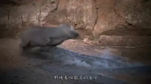 猎狗咬住了野猪的尾巴,野猪疼得转圈跑,太搞笑了
