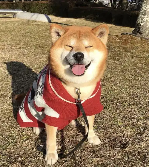日本一柴犬因笑容治愈走红网络,网友争用它的照片做头像
