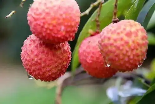 夏日荔枝物语

