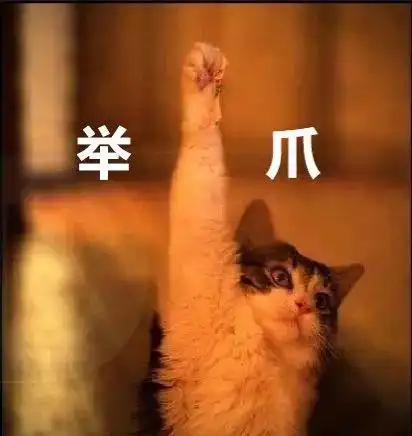 猫咪巨馋我的冰激凌,可以给ta吃吗

