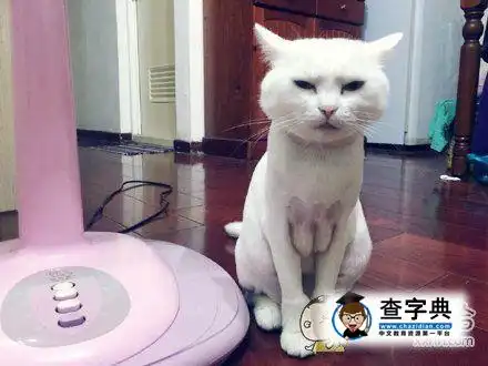 帮家里的喵星人剃完毛搞笑图片
