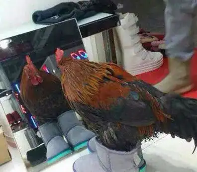 搞笑图片幽默段子笑话大公鸡,这双鞋合脚不买一双回去穿吧

