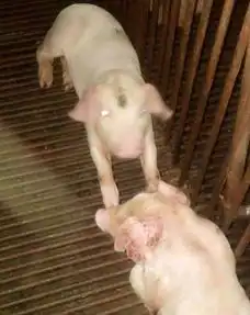 仔猪得了渗出性皮炎治疗方法总结

