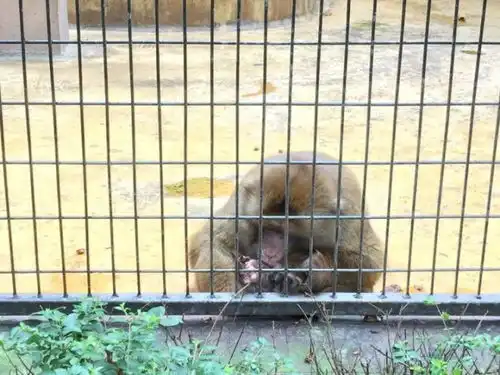 每逢佳节胖3斤,连上海动物园的猴子也不例外饲养员却笑不出来,因为
