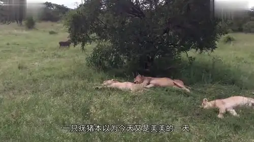 千里送猪头疣猪吵醒熟睡狮群结局搞笑了
