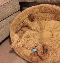 这简直是一不小心就踩死或者坐死的节奏啊
