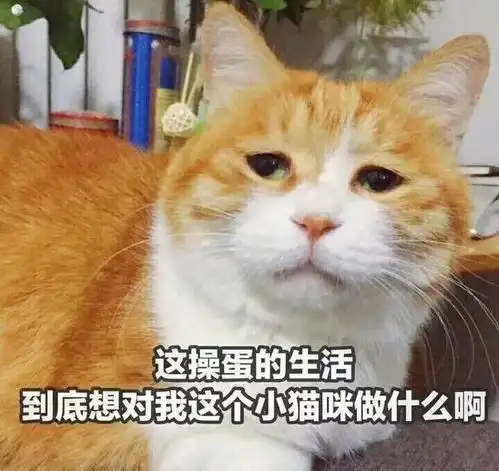 可爱萌猫说了这些搞笑的话
