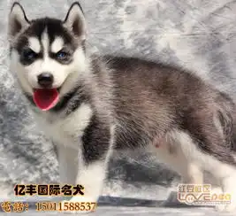 纯种哈士奇幼犬三把火哈士奇多少钱北京哈士奇犬舍
