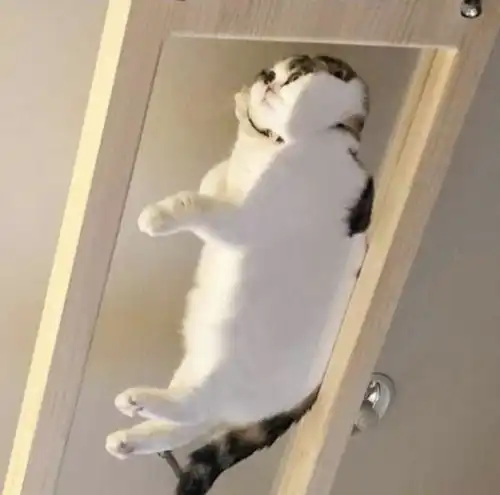 15张猫咪的沙雕搞笑图片让你知道喵星人到底能可爱到什么程度
