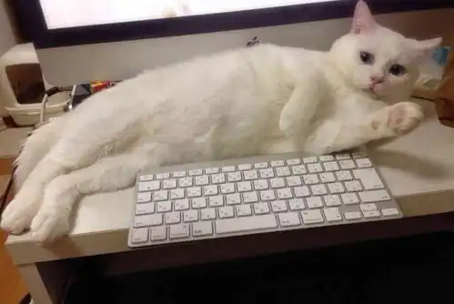 好暖和啊,铲屎的这个能睡进去吗,10张有趣猫咪图让你笑不停
