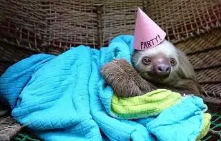 萌宠也疯狂盘点动物花式过生日组图

