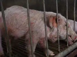 谨防仔猪渗出性皮炎

