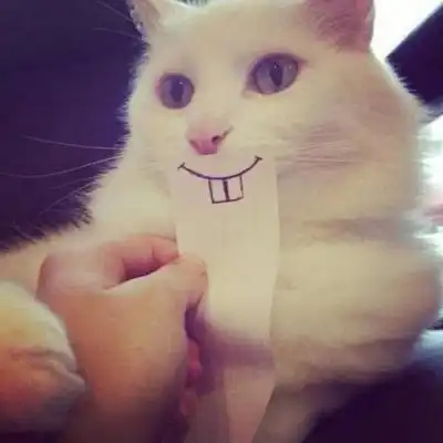 可爱又搞笑的猫咪头像幽默萌抱着面子孤独到死
